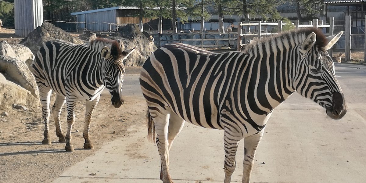 チャップマンシマウマ 野生の王国 群馬サファリパーク