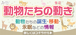 メインビジュアル下部（動物たちの動き）