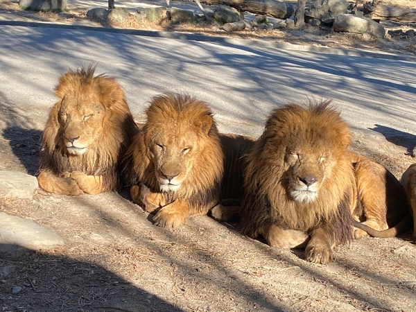ライオンたちのご紹介 野生の王国 群馬サファリパーク