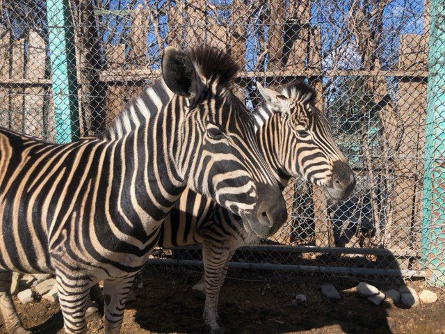 ごまさま　群馬サファリパーク大人2枚