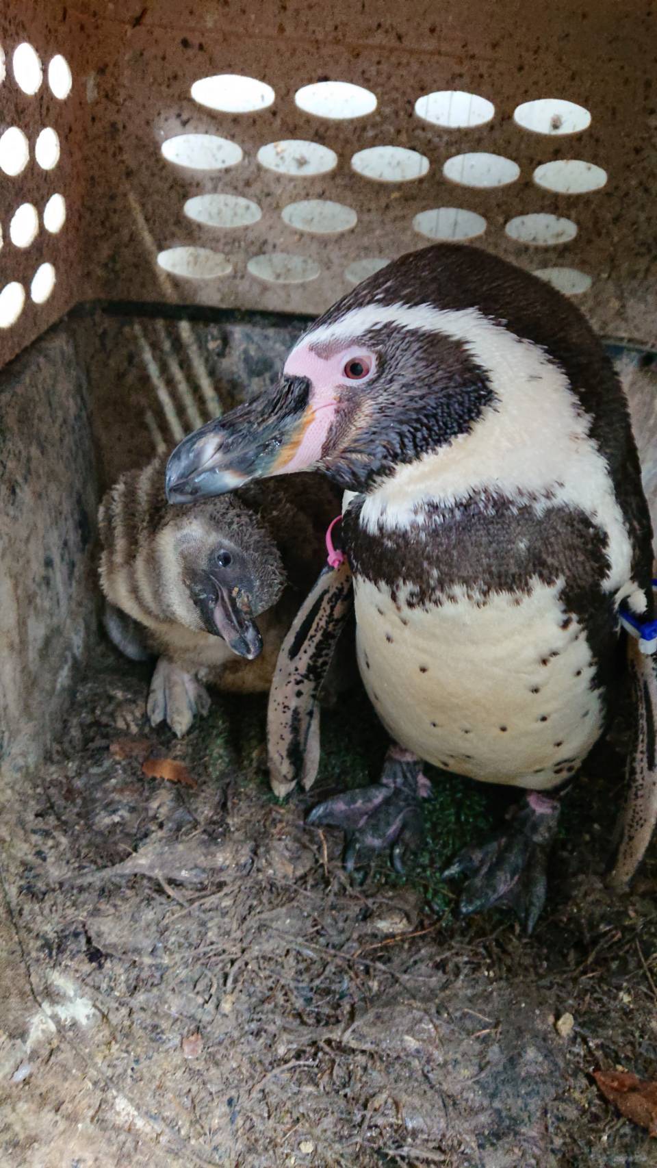 ペンギンの赤ちゃん 名前を募集中 野生の王国 群馬サファリパーク