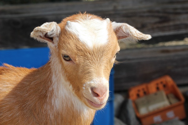 赤ちゃんヤギの角 野生の王国 群馬サファリパーク