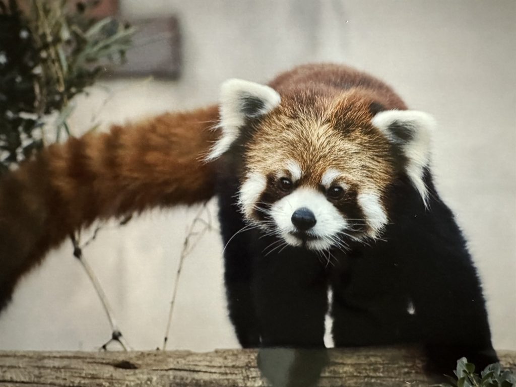レッサーパンダDay🍎 野生の王国 群馬サファリパーク