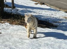 safari park gunma