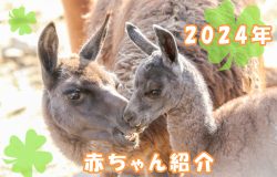 2024年　今年生まれの赤ちゃんたちを紹介します。