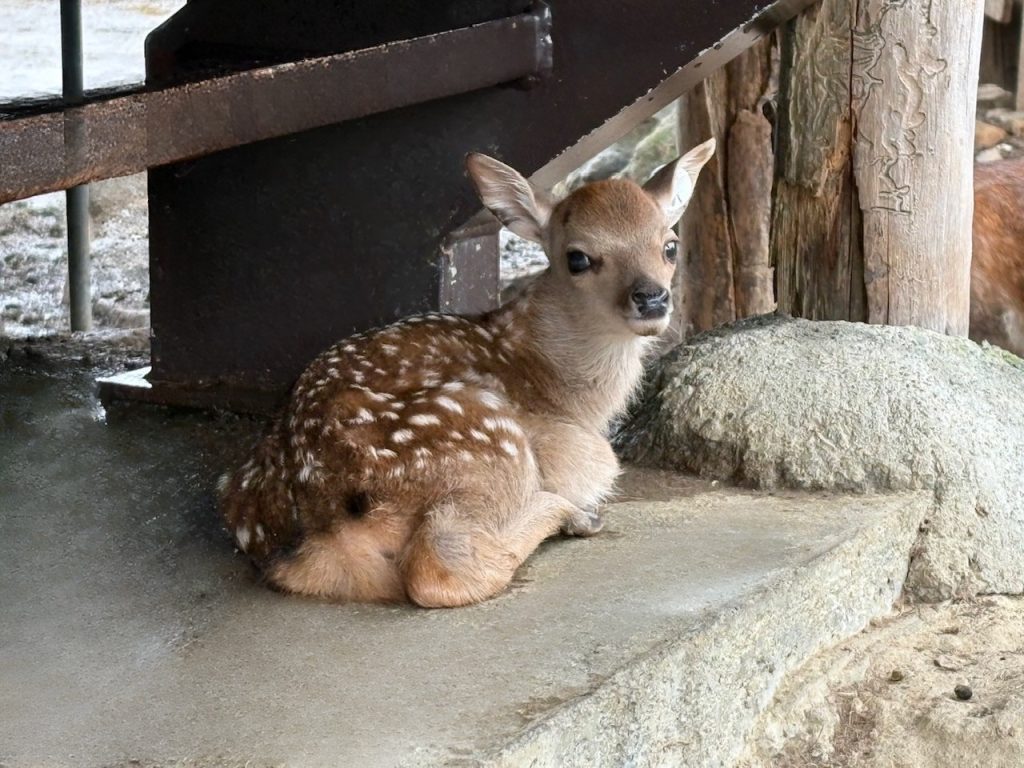 タムタムの子
