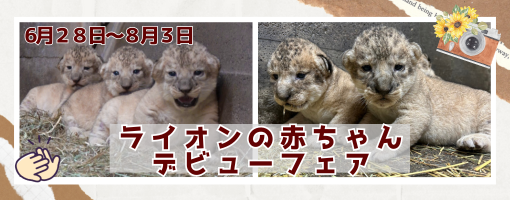 ライオンの赤ちゃん（お知らせ下スライド）