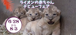 メインビジュアル下部（ライオンの赤ちゃん）