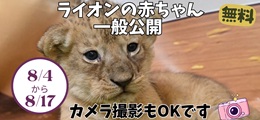 メインビジュアル下部（ライオンの赤ちゃん）